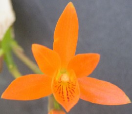 Cattleya aurantiaca